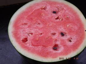 吃瓜机视频,短视频背后的娱乐狂欢