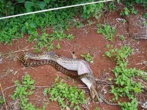 吞噬巨蟒吃瓜视频,惊险一幕引网友热议