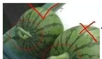 勺子吃瓜会不甜吗视频,甜蜜不再？揭秘瓜果口感之谜