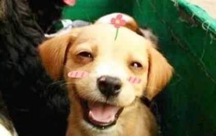 吃瓜群众舔狗图片搞笑视频,欢乐无限！搞笑视频带你笑翻天