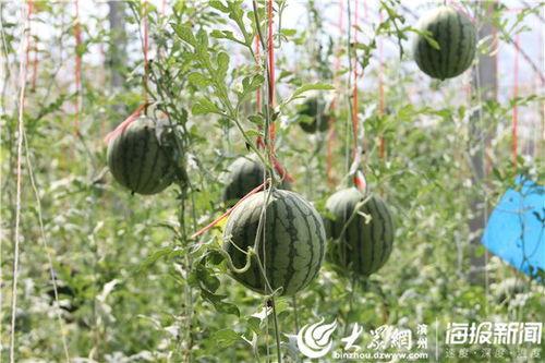 四川乐山吃瓜事件视频最新,真相与误解交织