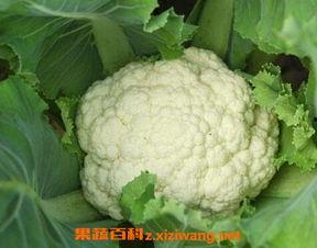 菜花夫妇吃瓜视频,揭秘娱乐圈幕后真相