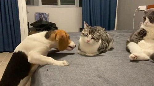 舔屏菜狗吃瓜群众视频,揭秘网络视频的狂欢盛宴