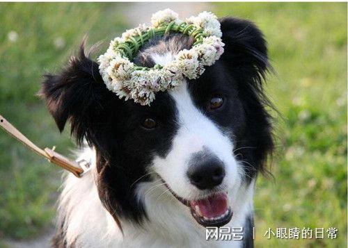 边牧可以吃白蜜瓜吗视频,揭秘白蜜瓜的适宜性