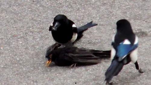 奇葩鸟吃瓜视频